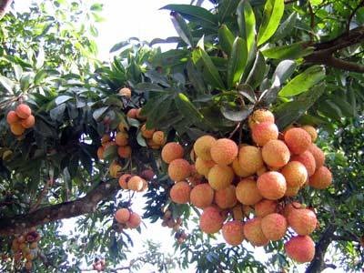 Vụ mùa "vàng" của vải thiều Bắc Giang - 1 Năm 2014, gần 60% vải thiều Bắc Giang được tiêu thụ trong nước