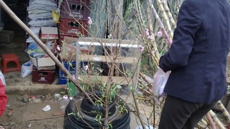 Cành đào hiếm hoi tại phiên chợ Tết