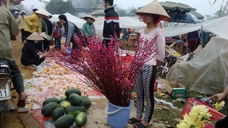 Nụ tầm xuân thuộc dạng hoa cảnh loại sang ở vùng quê nghèo