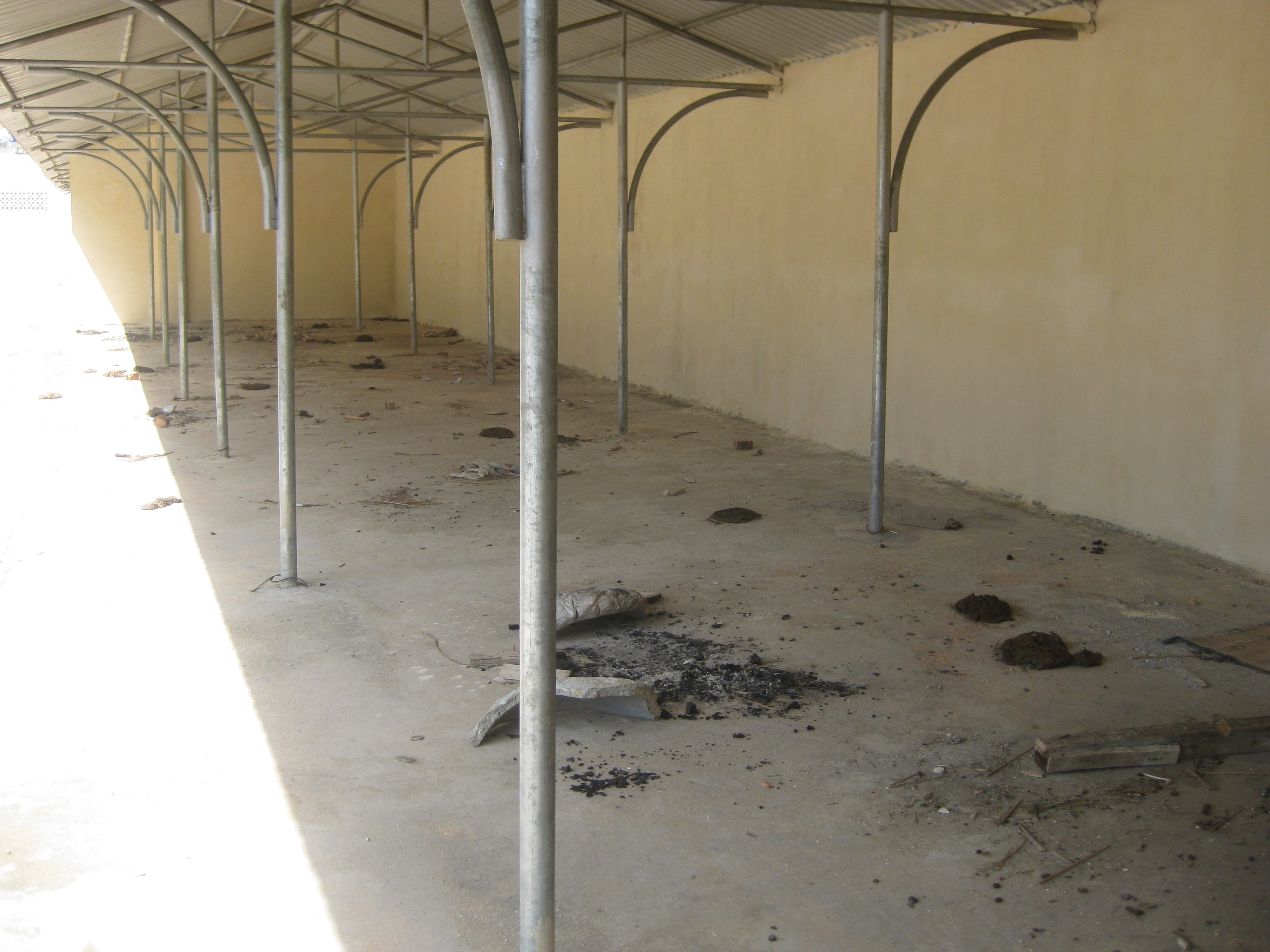 Trâu bò làm bẩn khu vực nhà xe.