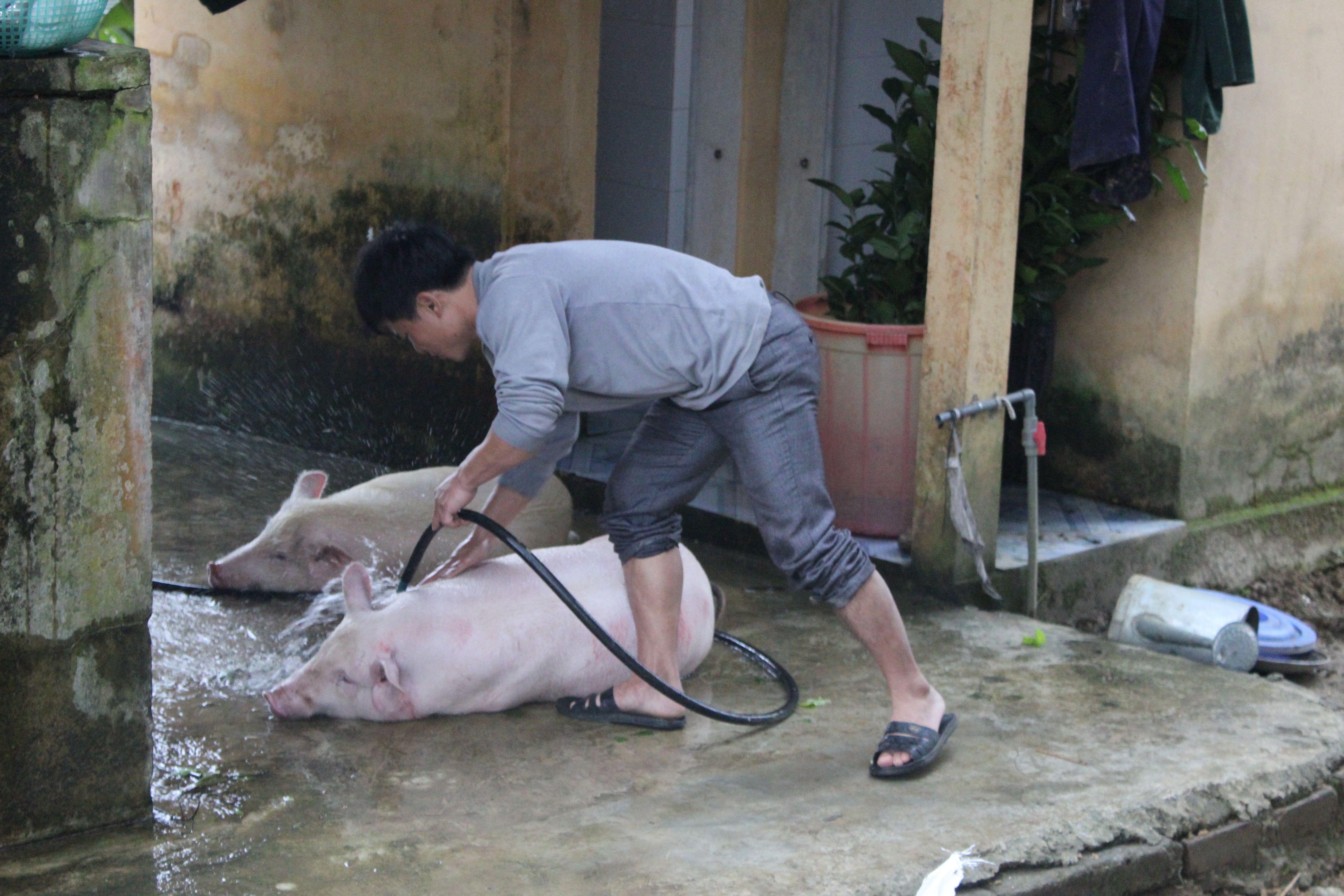 Từ sáng sớm, bộ đội biên phòng của cán bộ xã đã mua lợn để chuẩn bị thực phẩm phân phát cho bà con