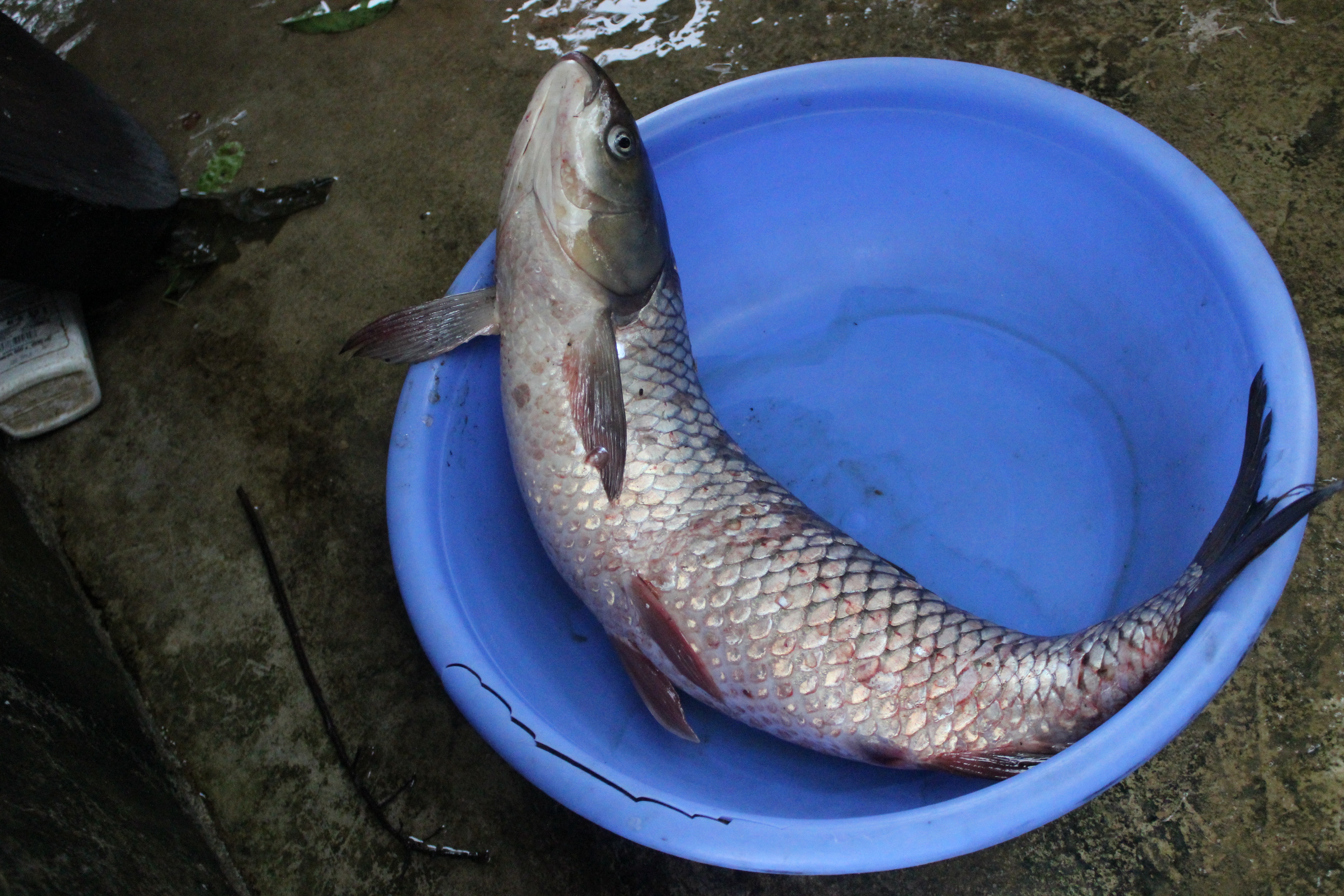 Cá cũng được chia và phân phát cho từng họ dân