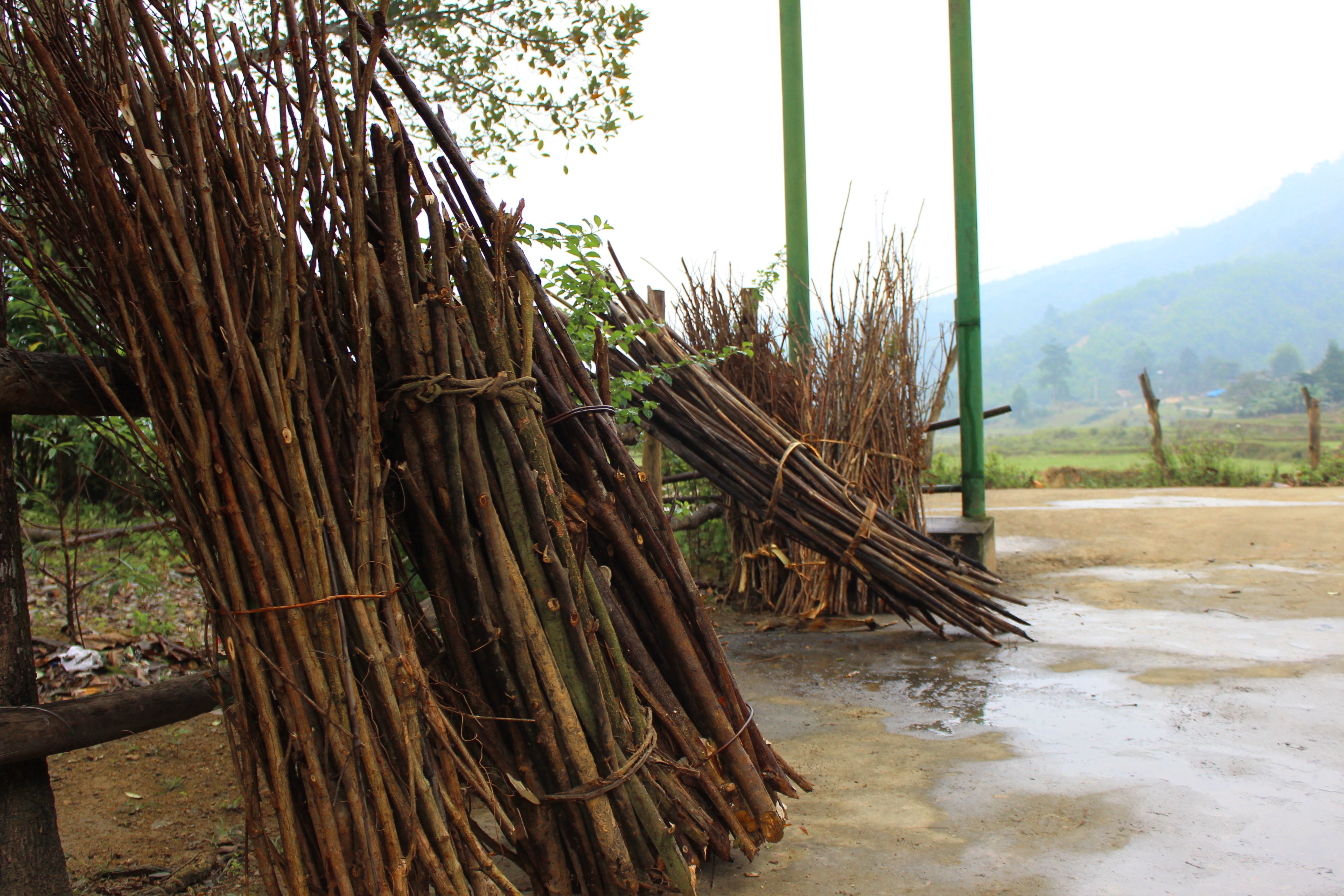  Những bó củi này sẽ được dùng để đốt lửa trại ngay trong đêm.