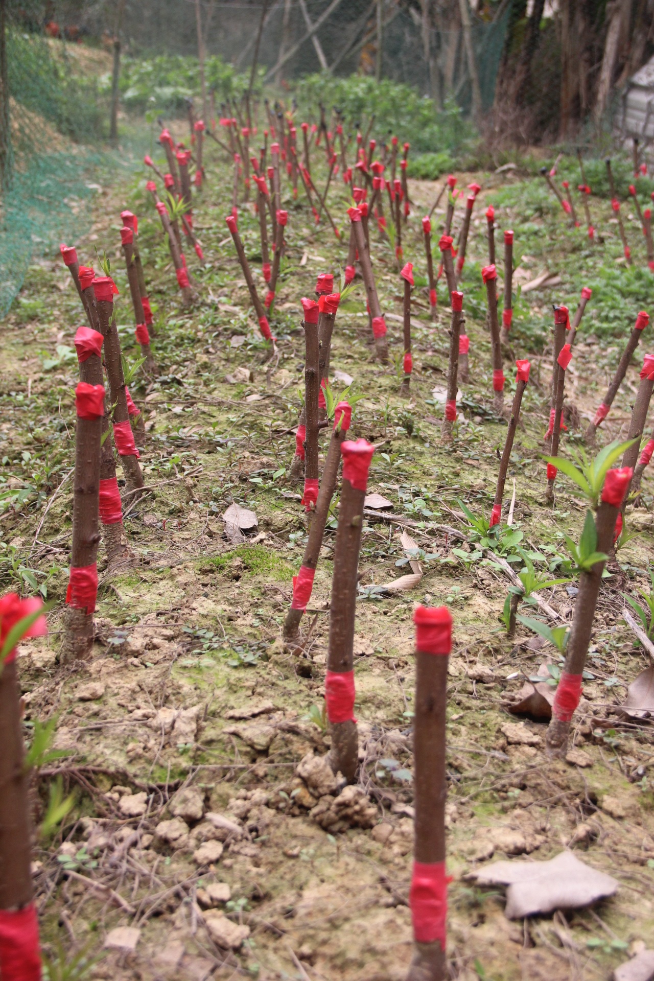 Những cây đào vừa mới được chiết cành, sau 1 năm sẽ cho thu hoạch