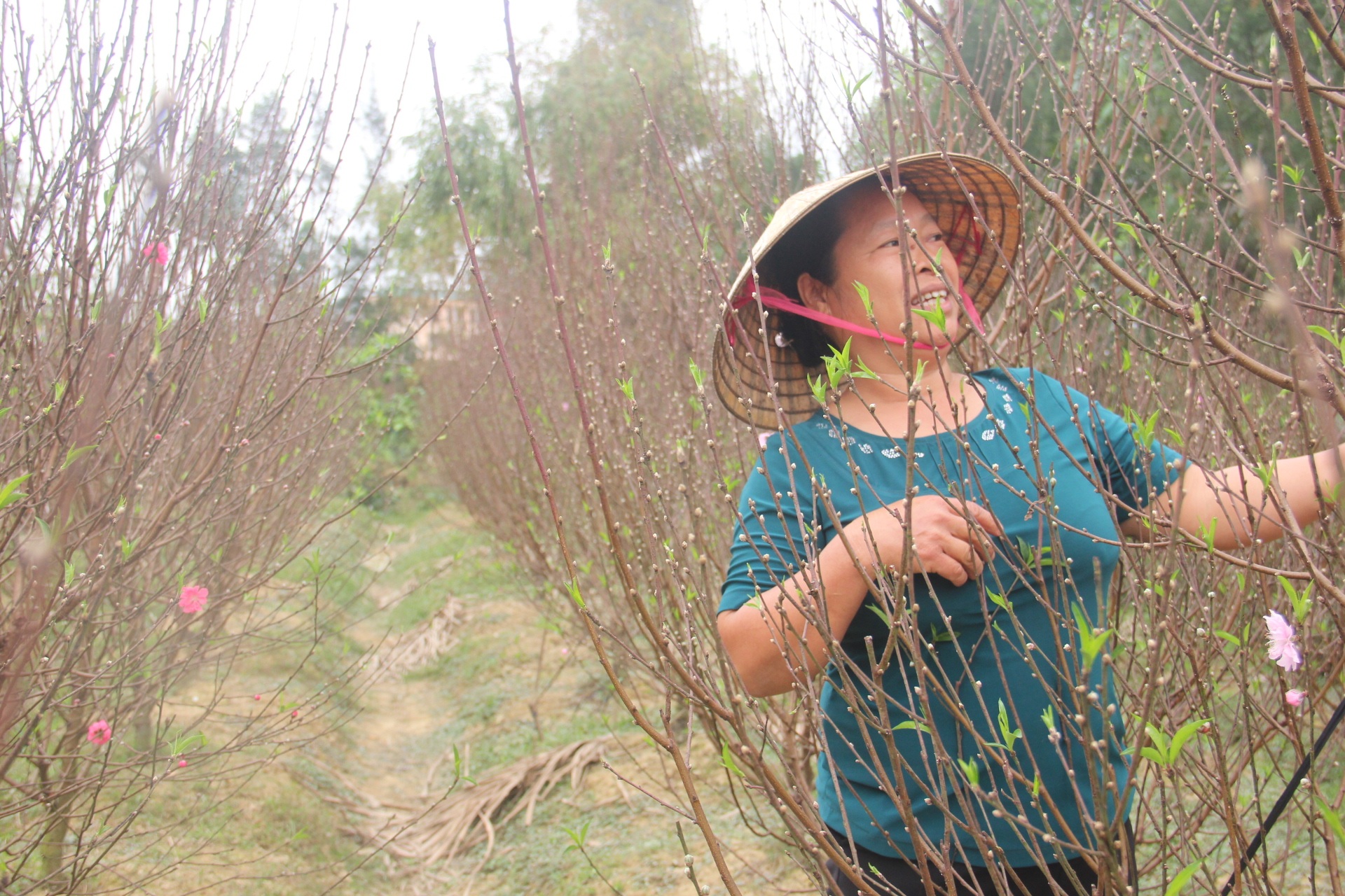 Đào Thạch Quý có nhiều lộc rất phù hợp với tâm lý mua đào của người dân Hà Tĩnh