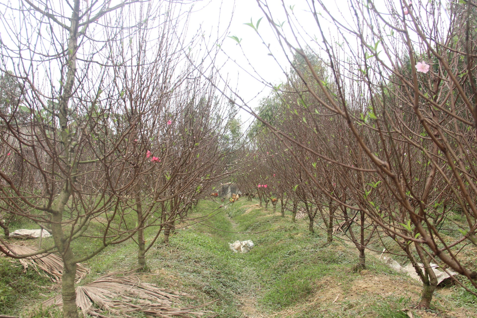 Đào đã lác đác trổ bông