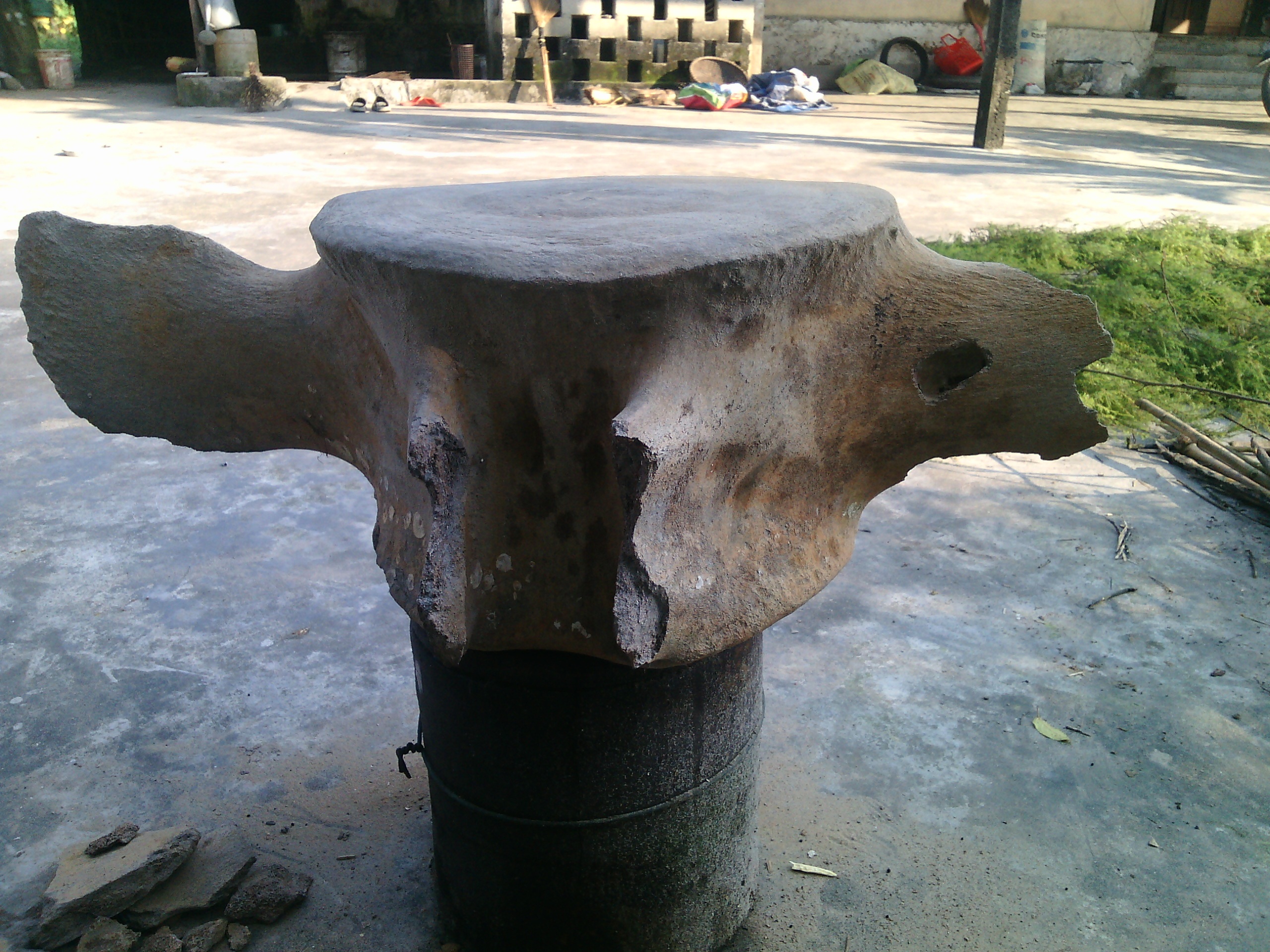 Đốt xương khổng lồ được phát hiện