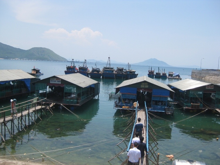 Đến Vũng Áng thưởng thức món mực "nhảy" - 1 Đến Vũng Áng thưởng thức món mực nhảy