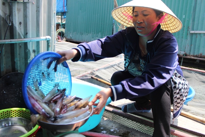 Đến Vũng Áng thưởng thức món mực "nhảy" - 8 Thực khách chọn mực và được cân tại chỗ trước khi đưa vào chế biến