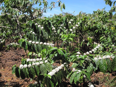 Mùa xuân tinh khôi với hoa cà phê - 10