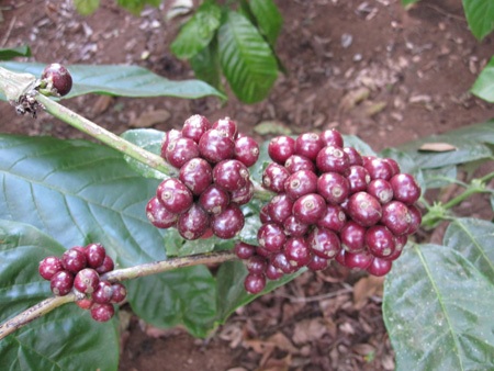 Nông dân hối hả thu hoạch cà phê cuối vụ - 1