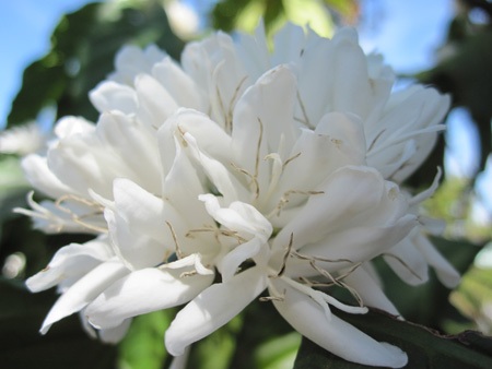 Mùa xuân tinh khôi với hoa cà phê - 1