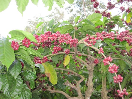 Nông dân hối hả thu hoạch cà phê cuối vụ - 2