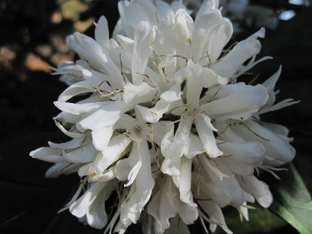 Mùa xuân tinh khôi với hoa cà phê - 2