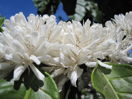 Mùa xuân tinh khôi với hoa cà phê - 3