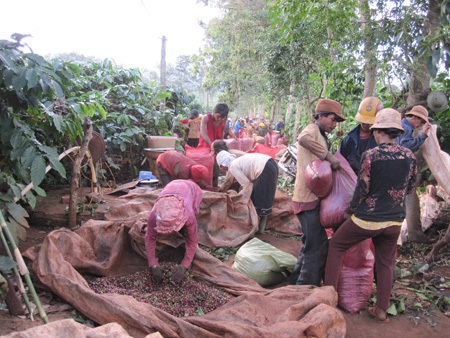 Nông dân hối hả thu hoạch cà phê cuối vụ - 7