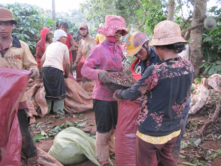 Nông dân hối hả thu hoạch cà phê cuối vụ - 8