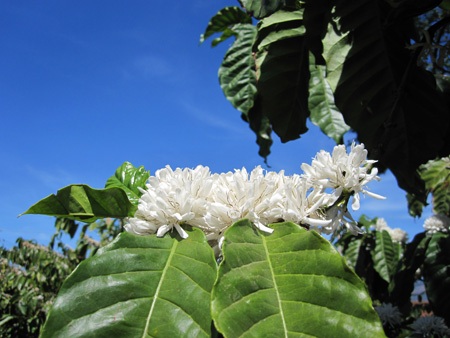 Mùa xuân tinh khôi với hoa cà phê - 5