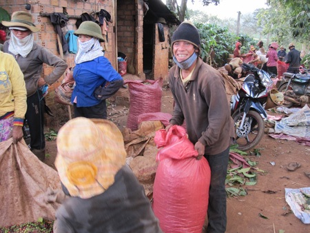 Nông dân hối hả thu hoạch cà phê cuối vụ - 9