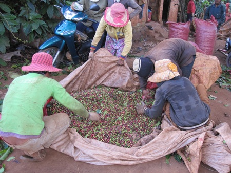 Nông dân hối hả thu hoạch cà phê cuối vụ - 6