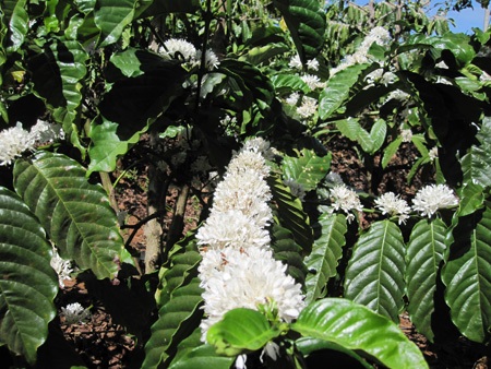 Mùa xuân tinh khôi với hoa cà phê - 6