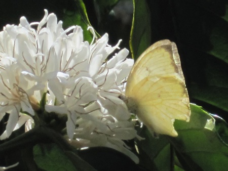 Mùa xuân tinh khôi với hoa cà phê - 7