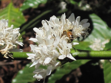 Mùa xuân tinh khôi với hoa cà phê - 8