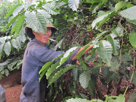 Nông dân hối hả thu hoạch cà phê cuối vụ - 3