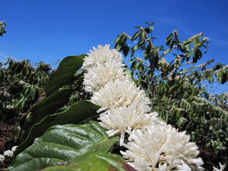 Mùa xuân tinh khôi với hoa cà phê - 9