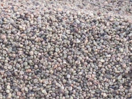 Nông dân hối hả thu hoạch cà phê cuối vụ - 10