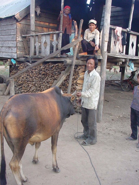 Kỳ án con bò cái già: Kết cục bi thương của một gia đình nghèo - 1