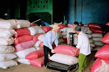 Nông dân hối hả thu hoạch cà phê cuối vụ - 11