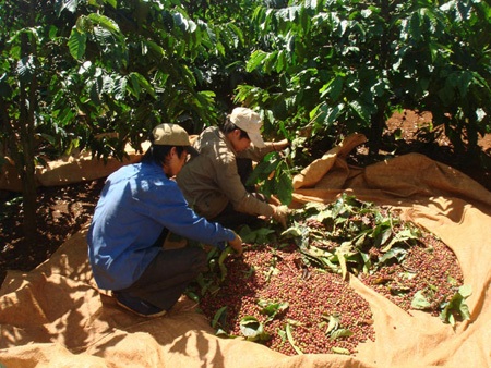 Nông dân hối hả thu hoạch cà phê cuối vụ - 4
