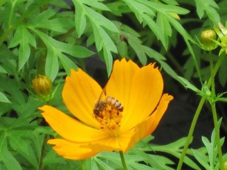 Nghe người nuôi ong kể những điều thú vị về ong mật - 4