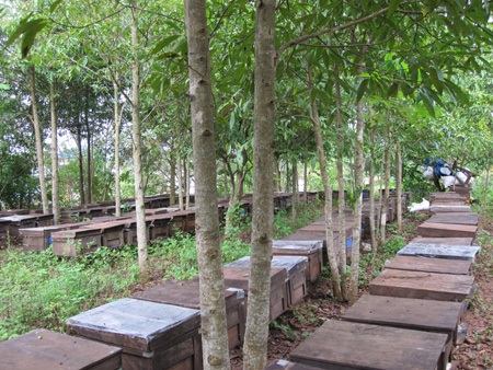 Nghe người nuôi ong kể những điều thú vị về ong mật - 6