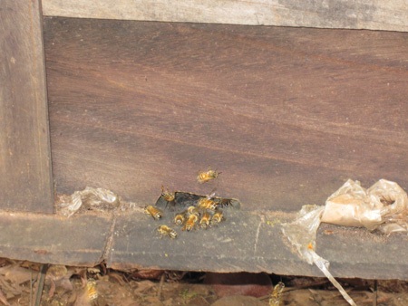 Nghe người nuôi ong kể những điều thú vị về ong mật - 5