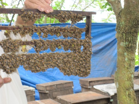 Nghe người nuôi ong kể những điều thú vị về ong mật - 2