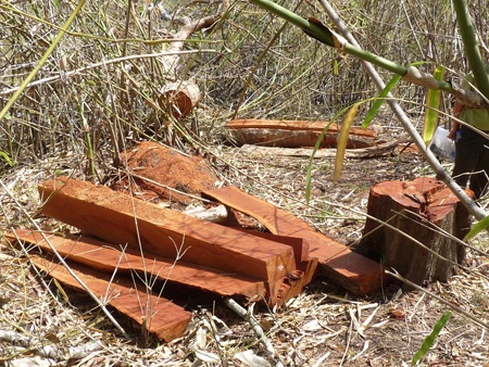 Truy nã chủ mưu khai thác rừng trái phép