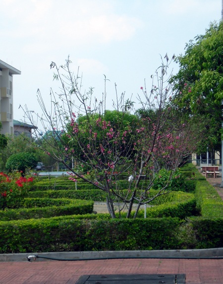 Đào nở rực giữa tháng 9 âm lịch.