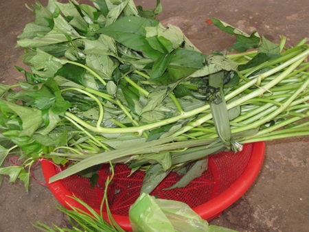 Bó rau khoai lang đếm chỉ hơn 10 ngọn rau này giá 7 nghìn đồng/bó