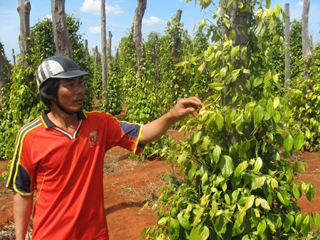 Người nông dân trồng tiêu năm nay thất thu