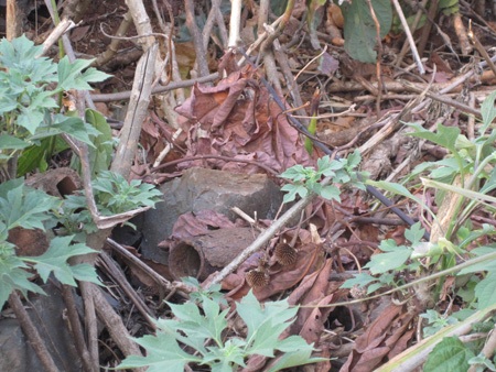 Vỏ một quả bom nằm lăn lóc trong các bụi cây