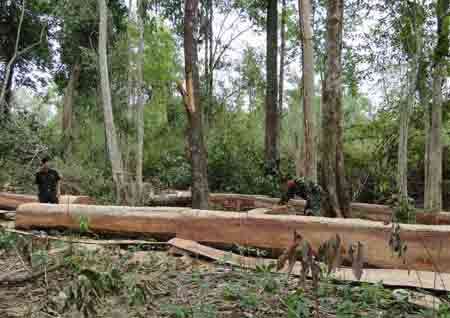 Tang vật Bộ đội Biên phòng phát hiện