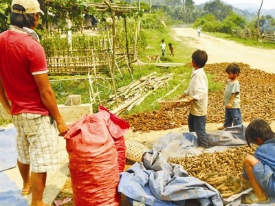 Người dân đang đóng bao rễ cây lạ để bán cho các thương lái