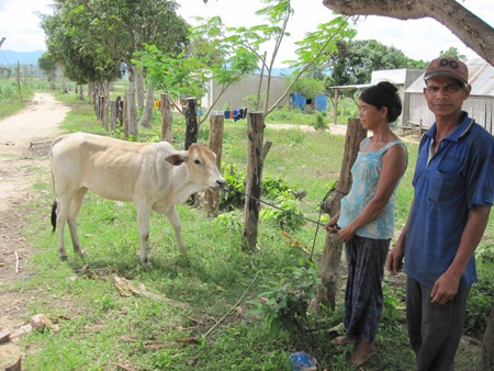 Bà Phenh vui mừng nhận bò