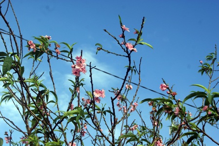 Hoa đào khoe sắc trong ngày hè ở phố núi