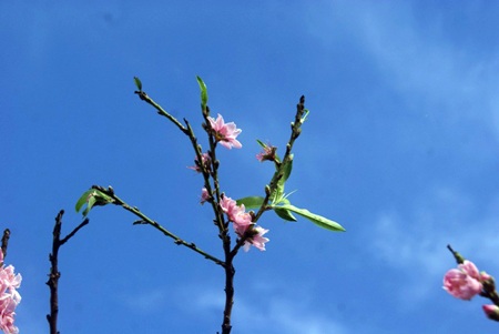 Hoa đào khoe sắc trong ngày hè ở phố núi