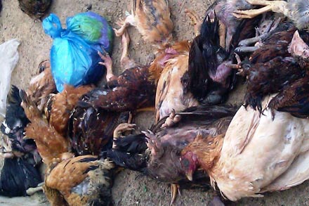 Số gia cầm bị chết của người dân