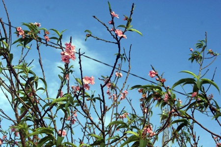 Tết còn xa, mai, đào đã đua nhau nở