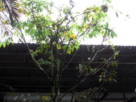 Cây mai trên đường Lê Thánh Tôn nở hoa.